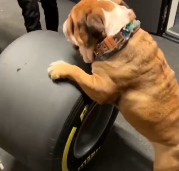 Hamilton's dog Rosco playing with a Pirelli tire