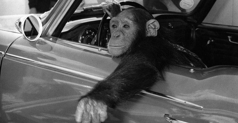 A Chimpanzee could win in the Mercedes