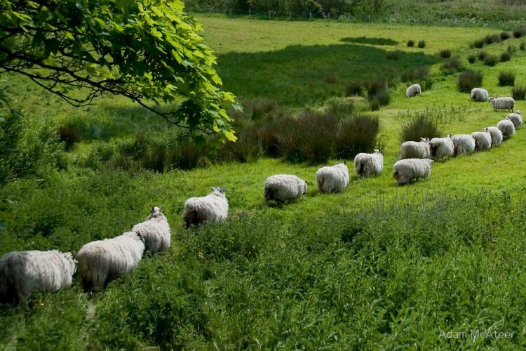 Media: “Formula 1 is as exciting as a herd of sheep.”