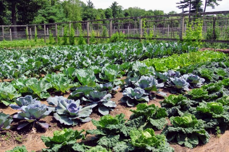 Four F1 drivers to grow vegetables in 2021